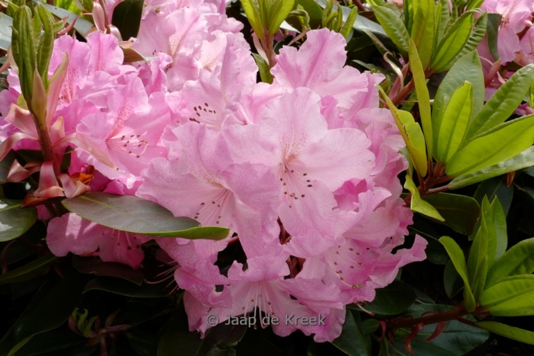 Rhododendron 'Hachcaru' (CARUSO)