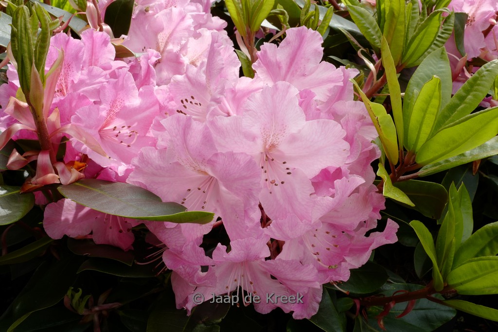 Rhododendron 'Hachcaru' (CARUSO)