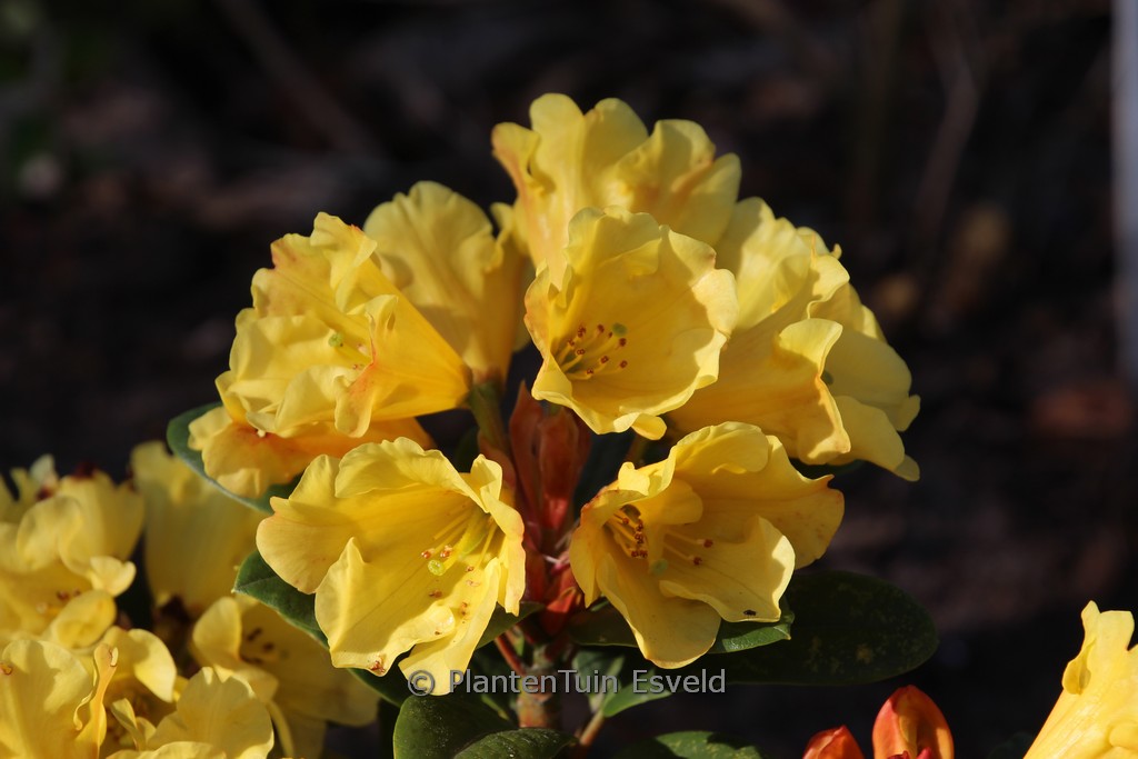 Rhododendron 'Hachgold' (GOLDEN EVEREST)