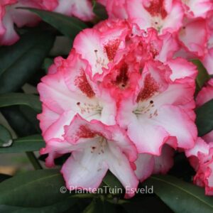 Rhododendron 'Hachmann's Charmant'