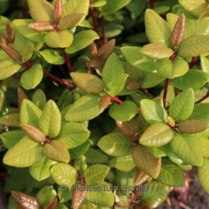 Rhododendron 'Hallelujah'