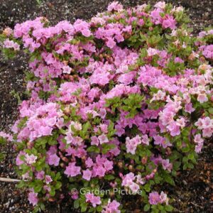 Rhododendron 'Harusame' (Azalea)