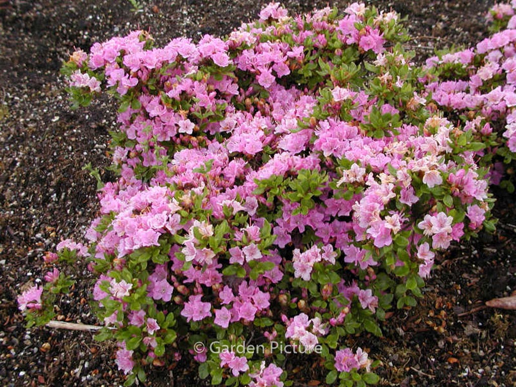 Rhododendron 'Harusame' (Azalea)