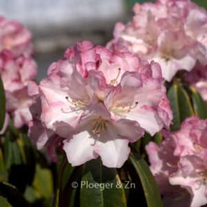 Rhododendron 'Hazel'