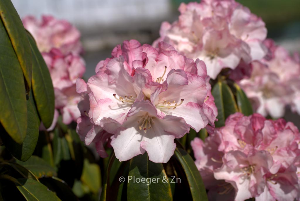 Rhododendron 'Hazel'