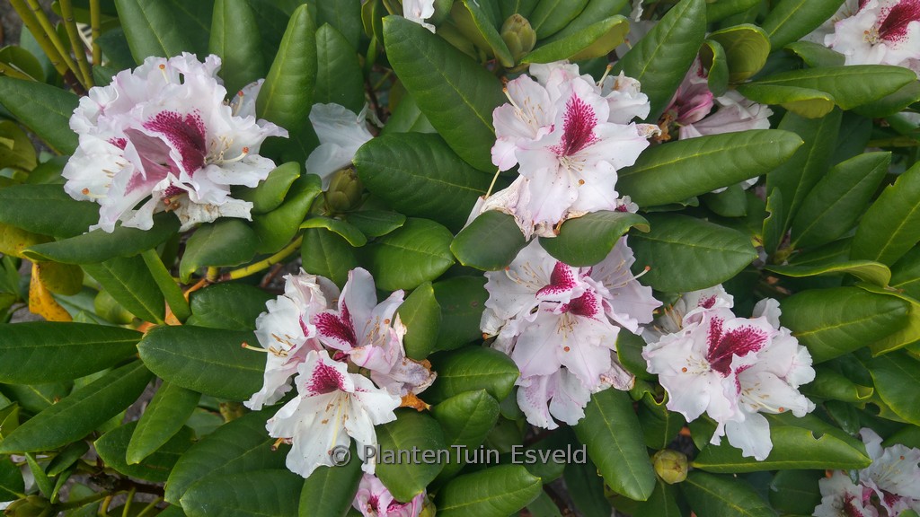 Rhododendron 'Herbstgruss'