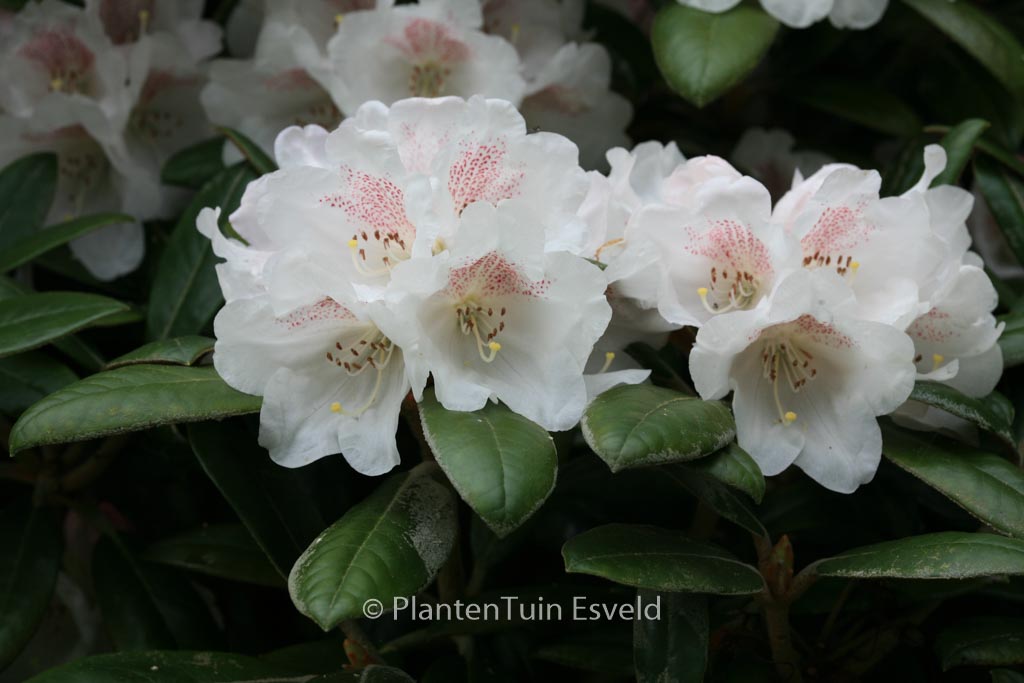 Rhododendron 'Hydon Velvet'