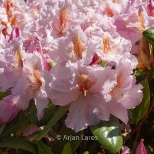 Rhododendron 'Janet Blair'