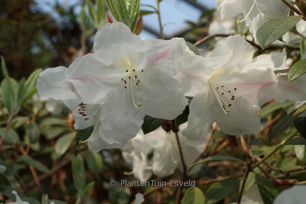 Rhododendron 'Lady Alice Fitzwilliam'