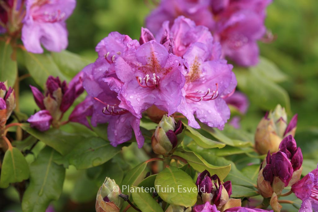Rhododendron 'Lee's Dark Purple'