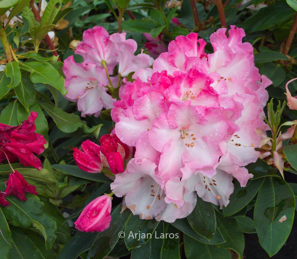 Rhododendron 'Lem's Monarch'