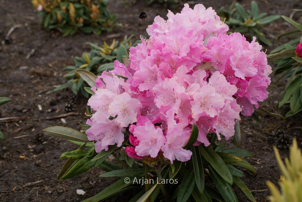 Rhododendron makinoi 'Silber'