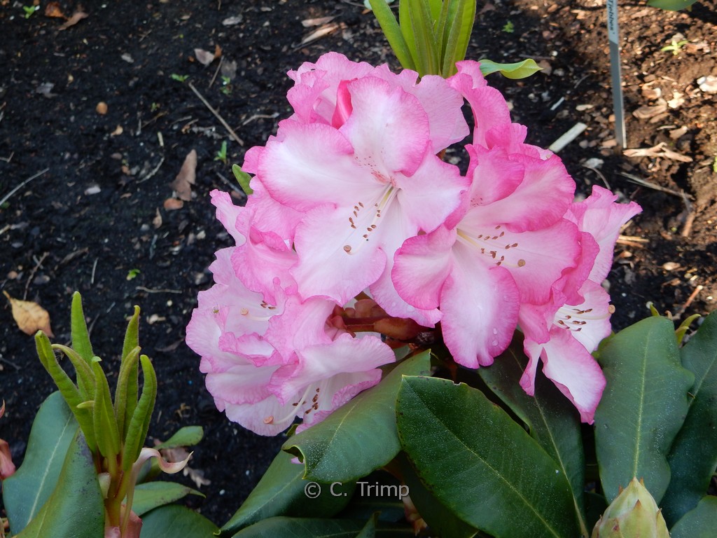 Rhododendron 'Marinus Koster'