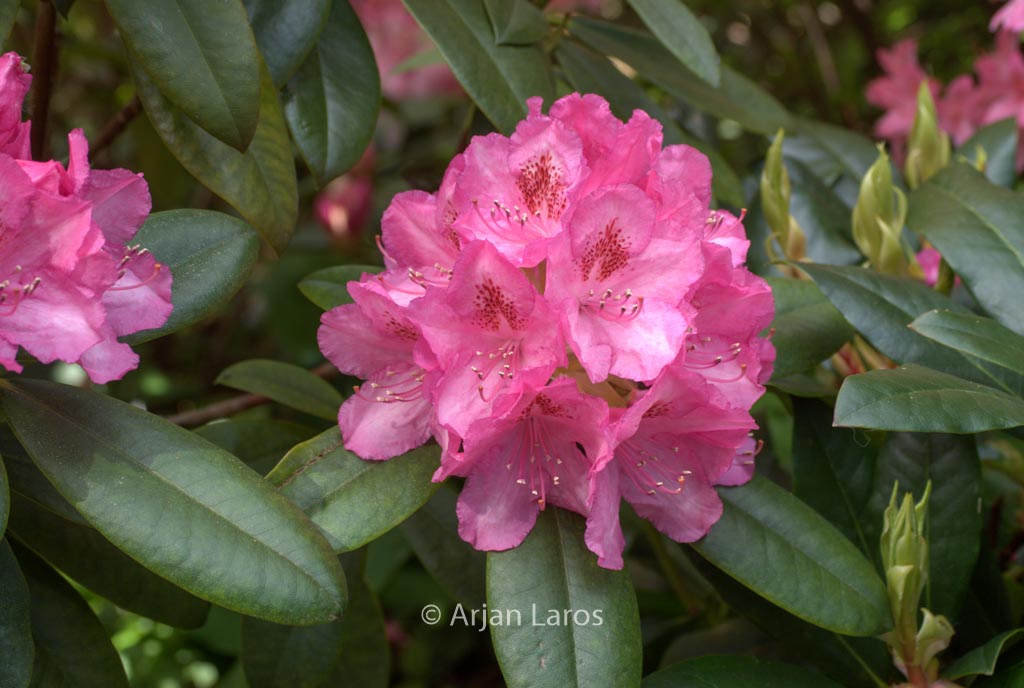 Rhododendron 'Merveille de Boskoop'