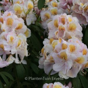 Rhododendron 'Mrs. J.G. Millais'
