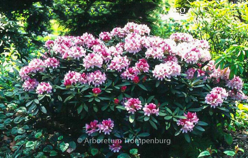 Rhododendron 'Nofretete'