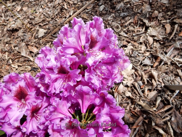 Rhododendron 'Orakel'