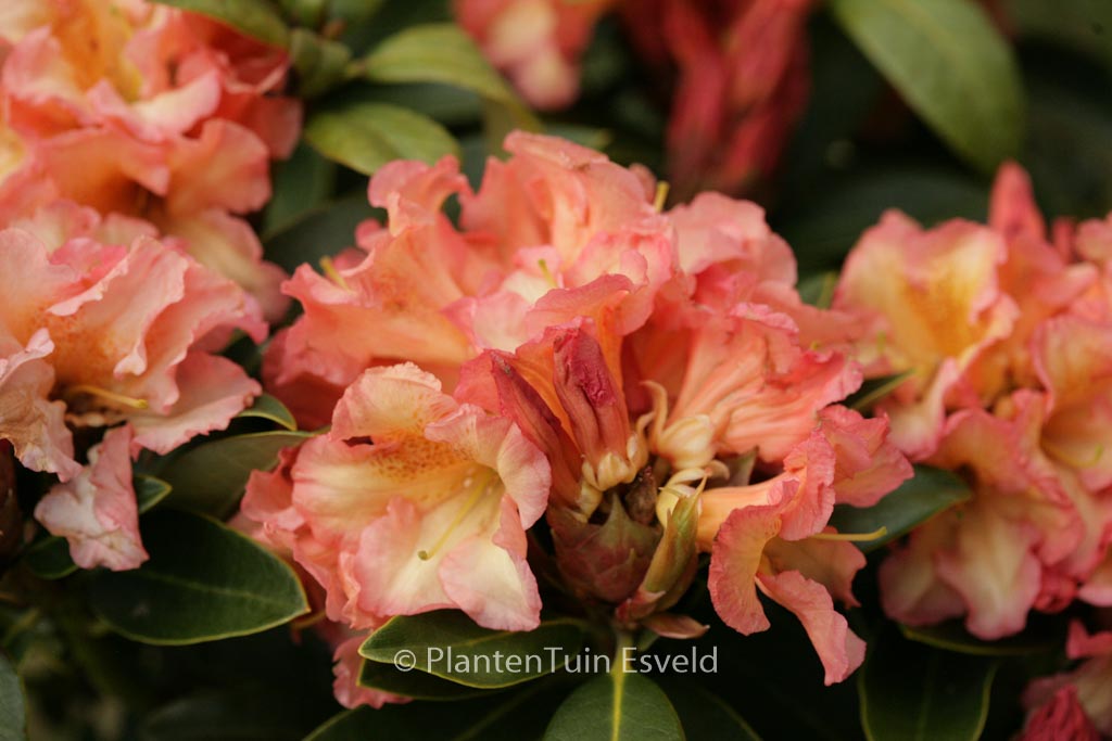 Rhododendron 'Orange Flirt'