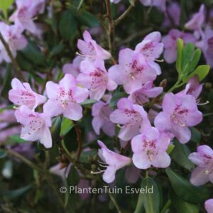 Rhododendron oreotrephes