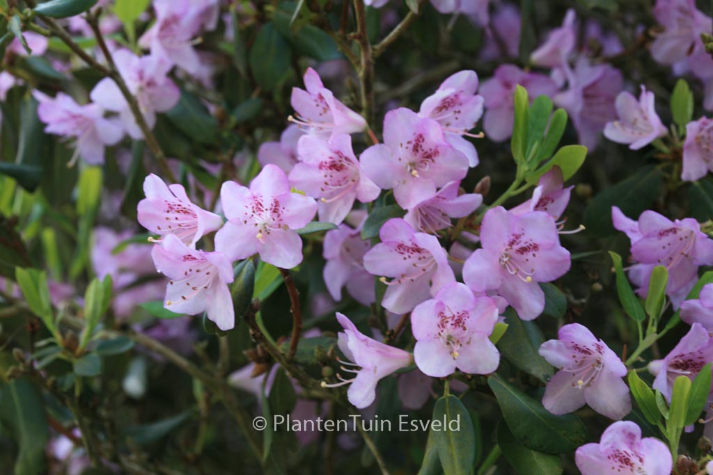 Rhododendron oreotrephes