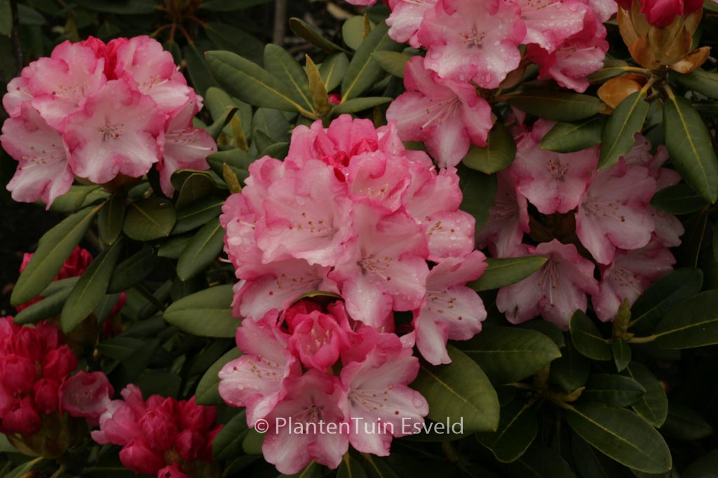 Rhododendron 'Papageno'