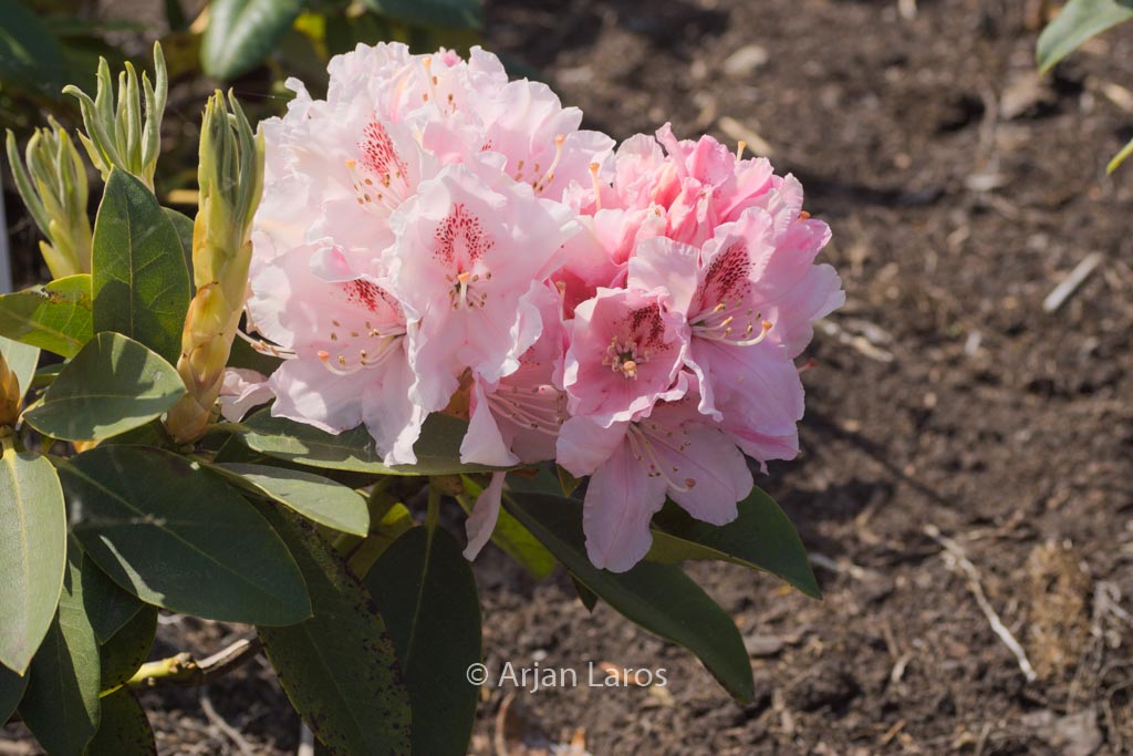 Rhododendron 'Peggy Bannier'