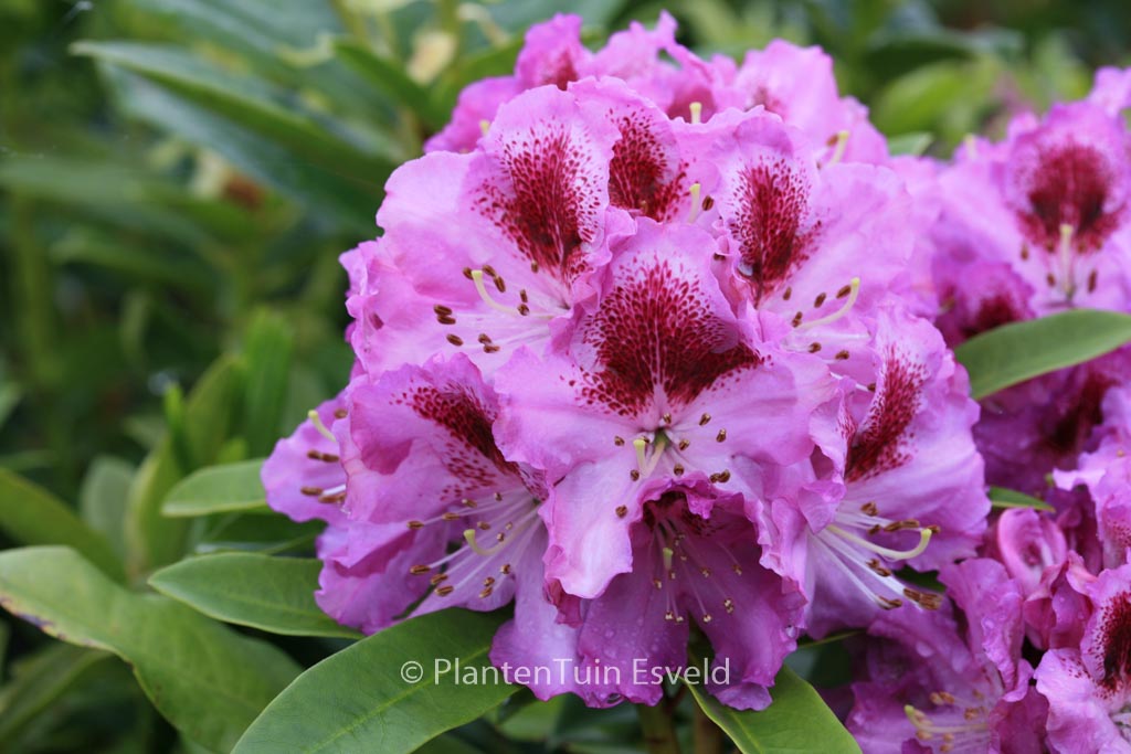 Rhododendron 'Pfauenauge'
