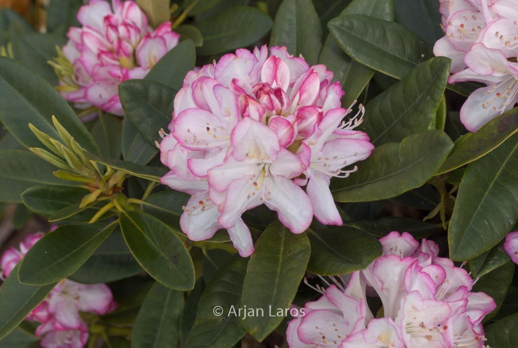Rhododendron 'Picotee'