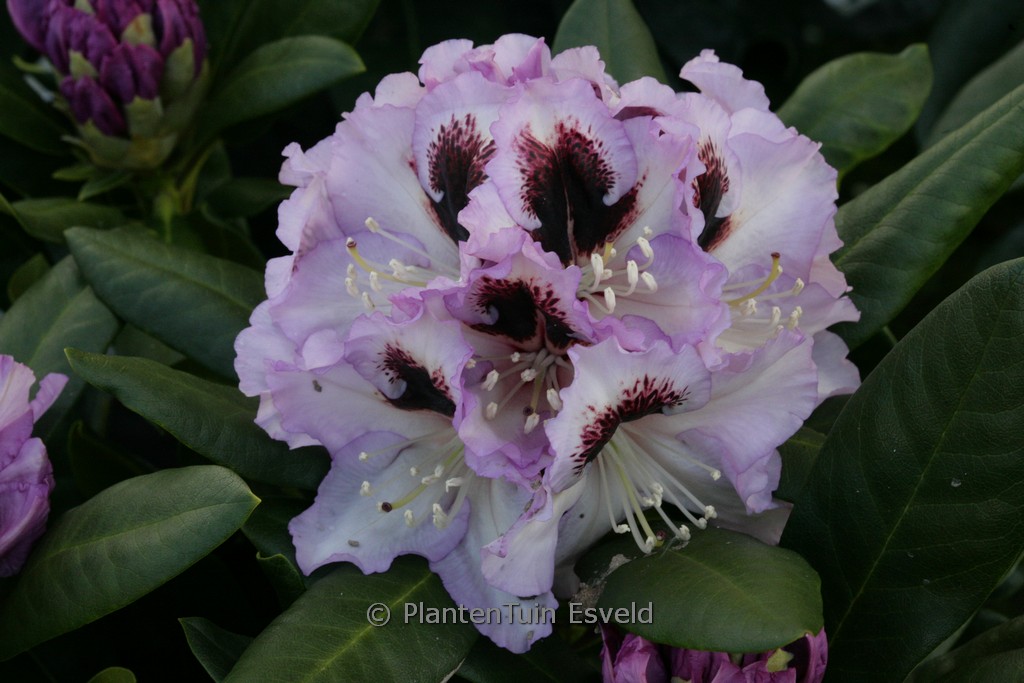 Rhododendron 'Pinguin'