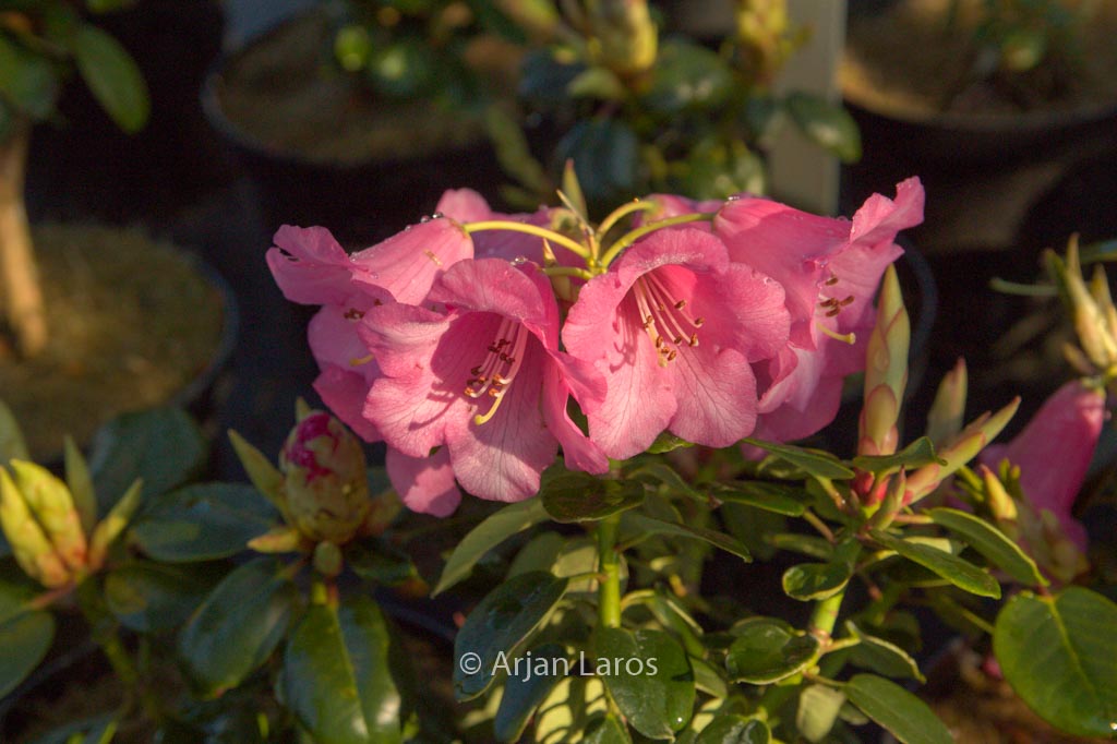Rhododendron 'Pink Bountiful'