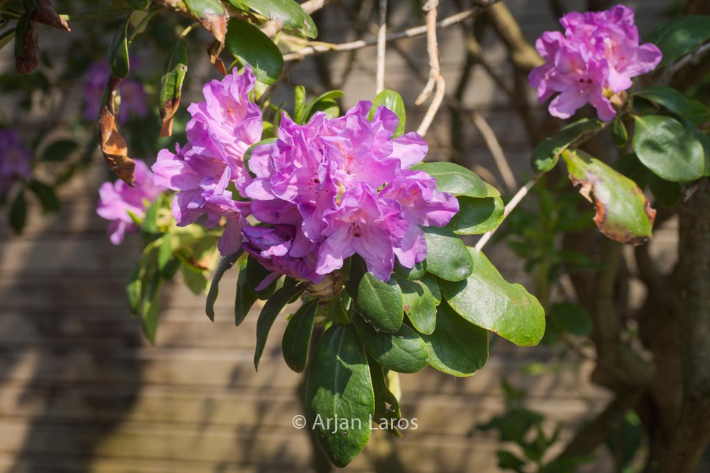 Rhododendron ponticum 'Imbricatum'