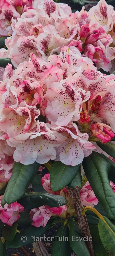 Rhododendron 'Prinses Maxima'