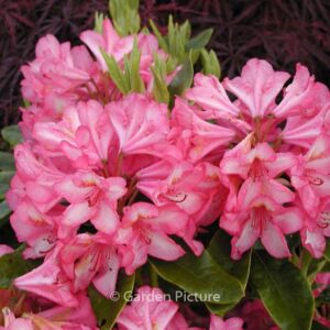 Rhododendron 'Prinz Karneval'