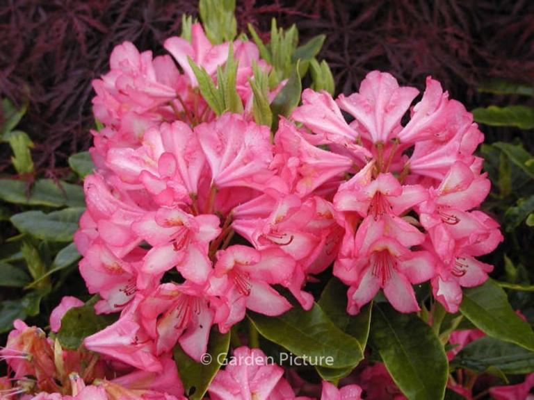 Rhododendron 'Prinz Karneval'
