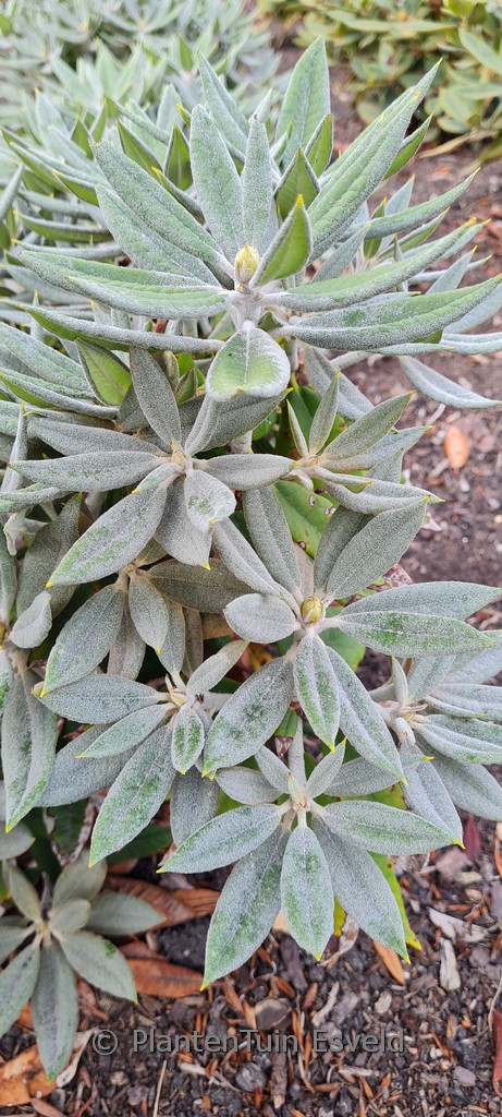 Rhododendron pseudochrysanthum (Cox)