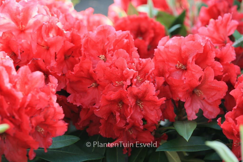 Rhododendron 'Rabatz'