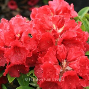 Rhododendron 'Red Jack'