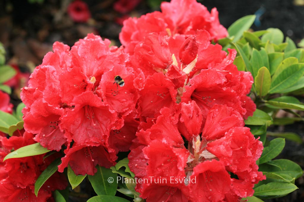 Rhododendron 'Red Jack'