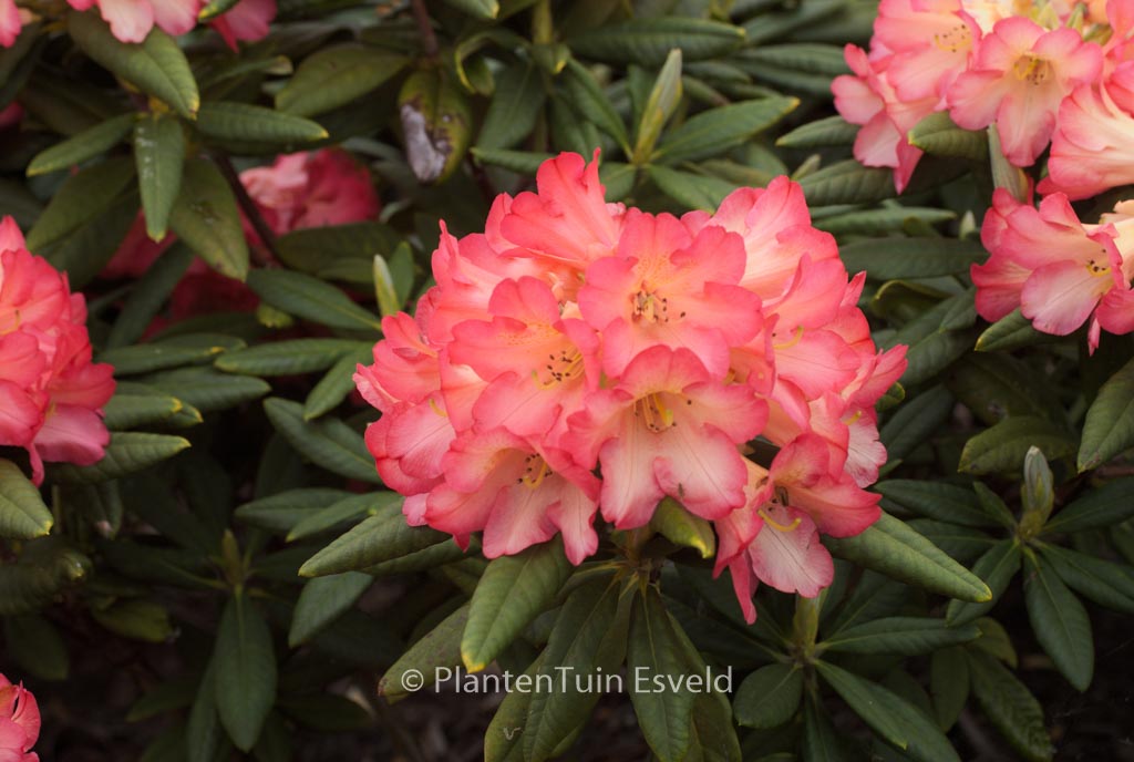 Rhododendron 'Red Sorbet'