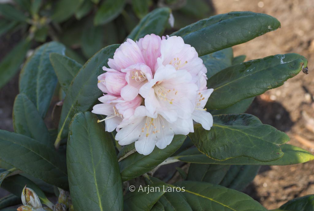 Rhododendron 'Rexima'