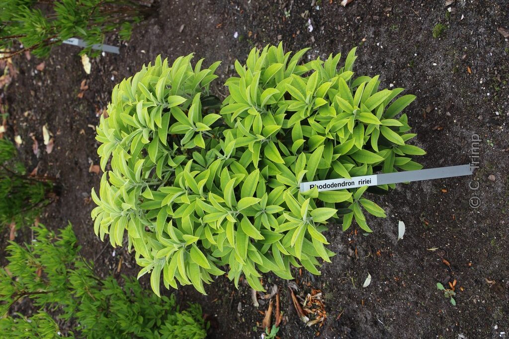 Rhododendron ririei