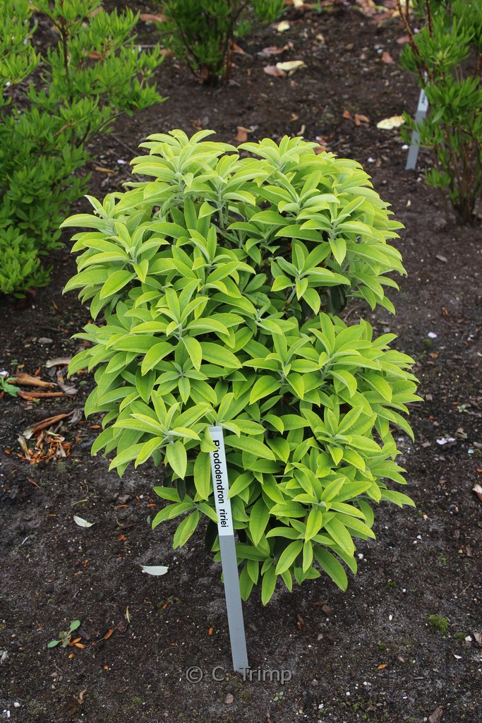 Rhododendron ririei