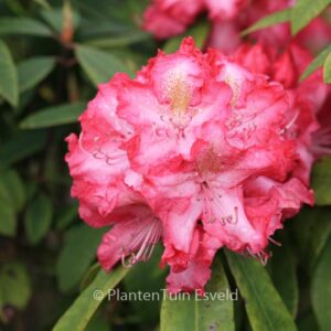 Rhododendron 'R.S. Holford'