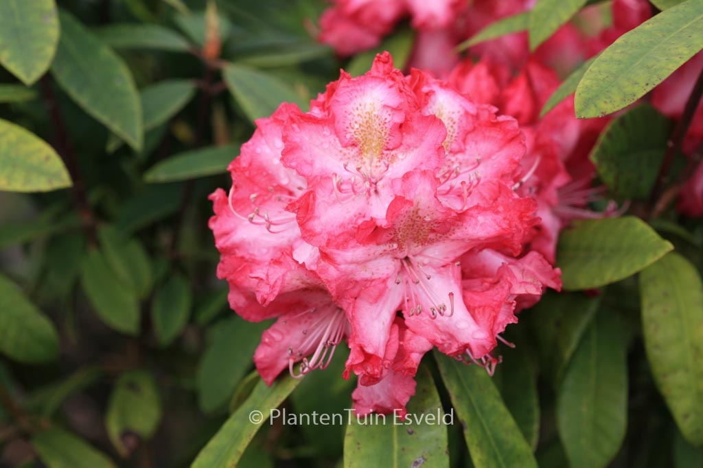 Rhododendron 'R.S. Holford'