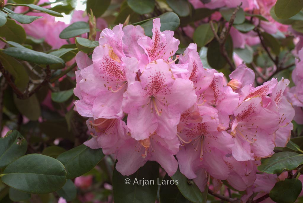 Rhododendron 'Scintillation'