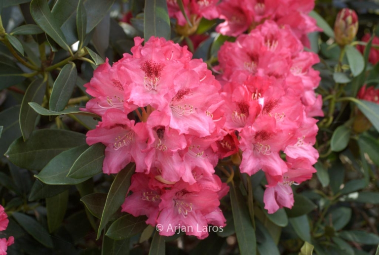 Rhododendron 'Sneezy'