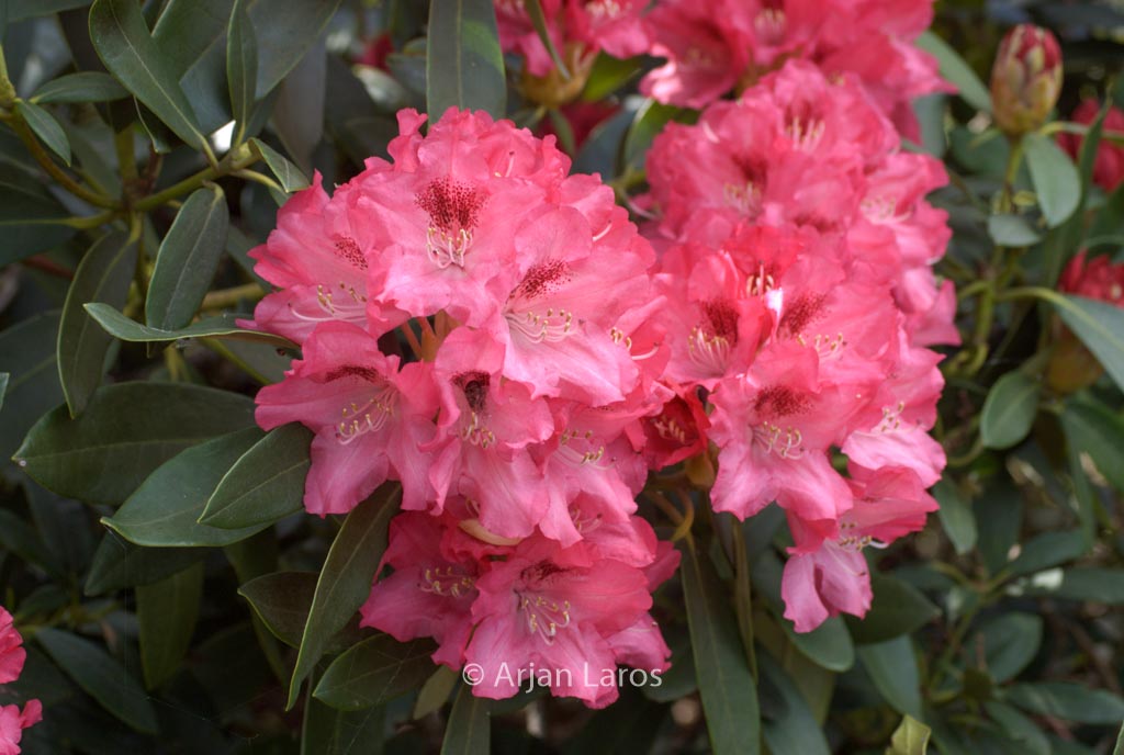 Rhododendron 'Sneezy'