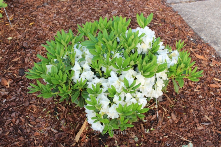 Rhododendron 'Spiegelei'