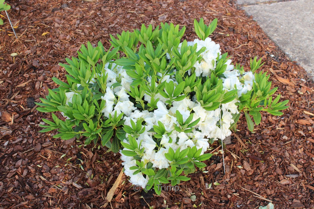 Rhododendron 'Spiegelei'