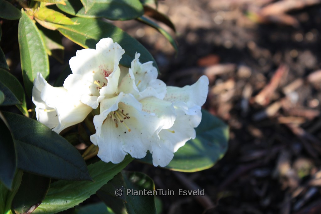 Rhododendron taliense 'Honigduft'